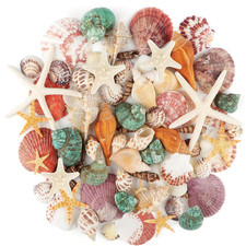 Meeresmuscheln 3-9cm Gemischte