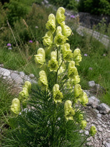 Aconitum anthora 100 - anthora,,