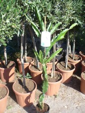 Drachenfrucht Hylocereus