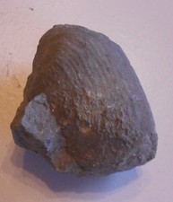 Muschel Pleuromera Jura Harz  (Y518) Schau Mal ! Kiste dazu ?