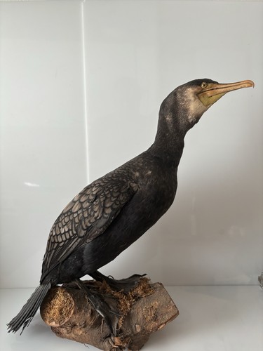 Präparierter kormoran - präparierter,