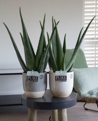 Aloe vera pflanze echter - vera,