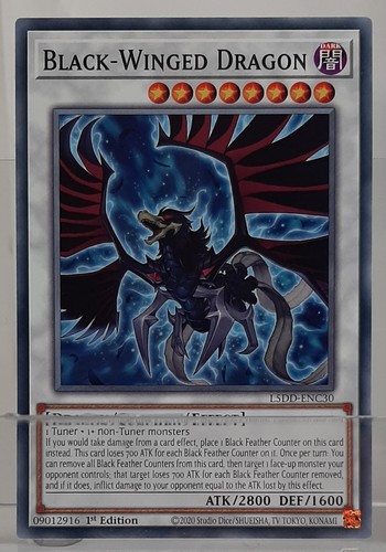 Black winged dragon - black-winged,