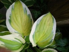 Hosta Funkie " Captain´s