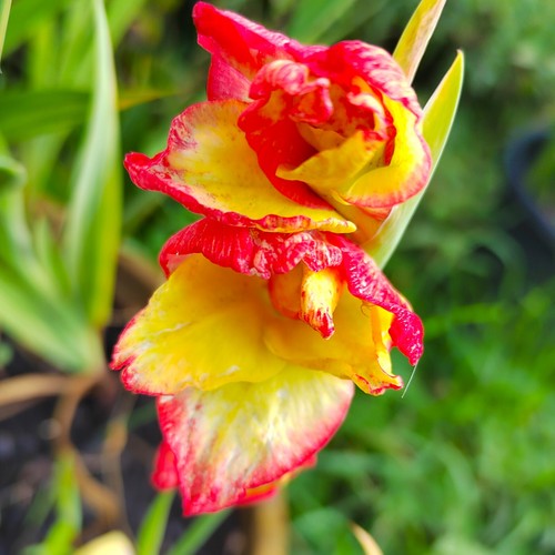 Gladiolus - @, (◕‿◕)\@