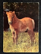 Pferdepostkarte, AK Pferde