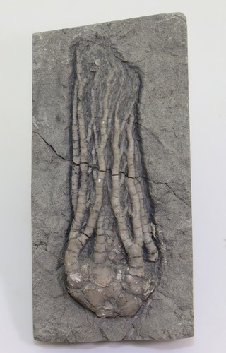 Crinoide cyathocrinites sp - cyathocrinites,