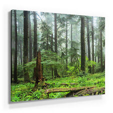 Wunderschöne Wald Bilder auf