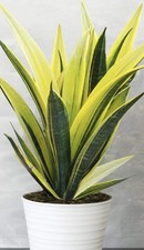 Sansevieria Bogenhanf Golden Flame Schattenpflanze Luftreiniger