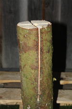 Schwedenfeuer Baumfackel