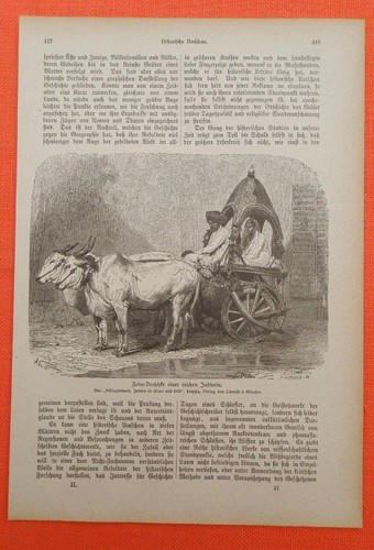 Zebu droschke einer reichen - einer,
