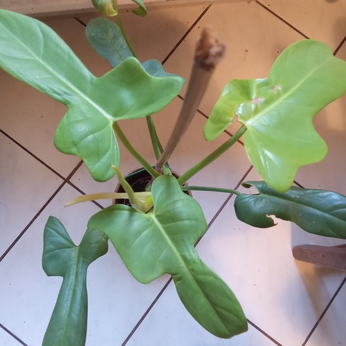 Philodendron bipennifolium
