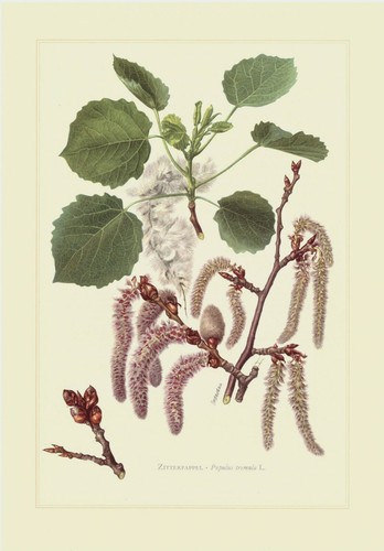 Zitterpappel populus tremula - zitterpappel,