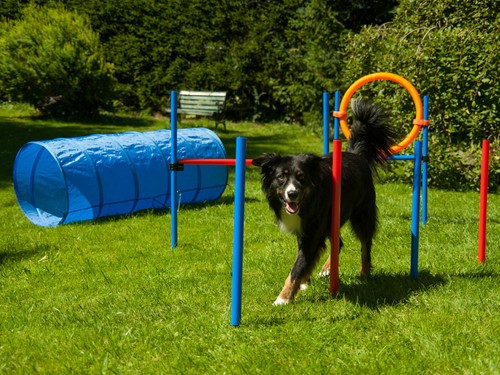 Hundetraining hundesport dog - hundetraining,