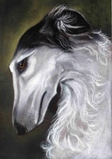 Windhund * Levrier  * Barsoi
