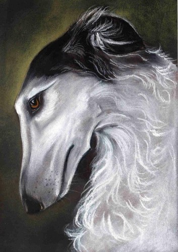 Windhund levrier barsoi - *,