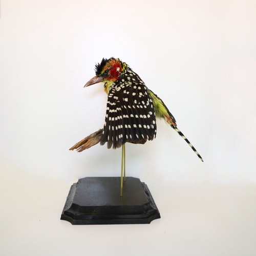 Red and yellow barbet - red-and-yellow,
