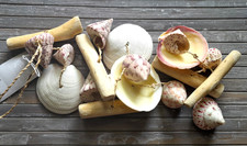 Maritime Deko Muschel