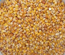 1000 kg Futtermais Mais