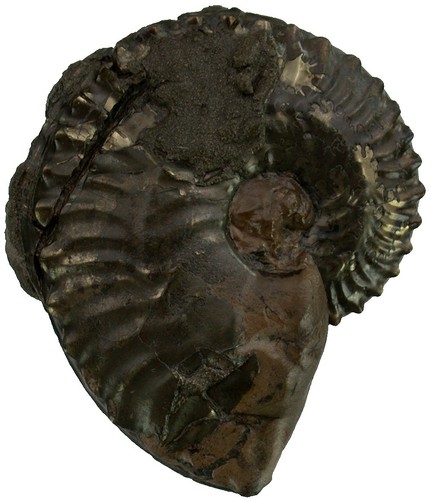 Dogger distichoceras - ,