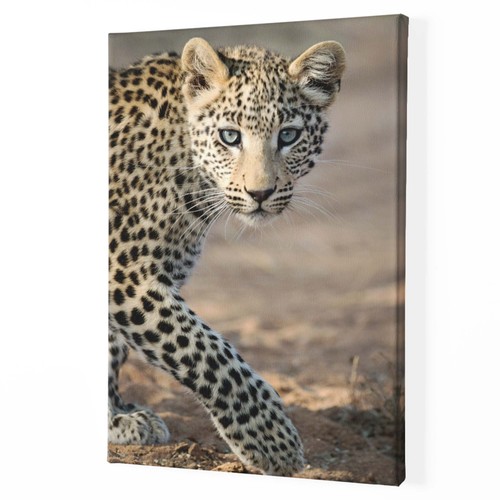 Junger leopard leinwand - junger,