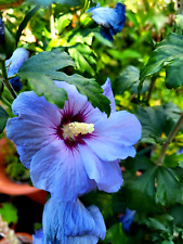 Hibiskus blaue Blüten, Eibisch, Malve, winterhart, 10 Samen für Kübel, Garten