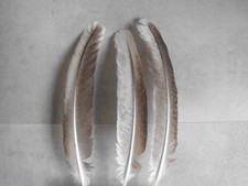 3  braun-bunte Pfauenfedern ,  24 - 26 cm  lang, Hutfedern