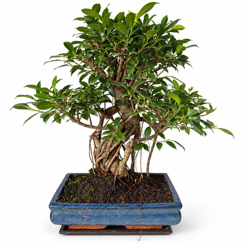 Bonsai ficus retusa - ficus, ca.20