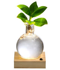 Wasserpflanze Balsamapfel Zimmerpflanze im Kugelglas mit LED-Beleuchtung, Dehner