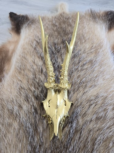 Rehbock geweih trophäe reh - rehbock,