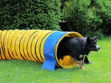 PROCYON Profi Agility Tunnel 360° mit Stützsandsäcken nach FCI-Standard L=5m Ø60