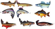Jenzi fisch aufkleber - ,
