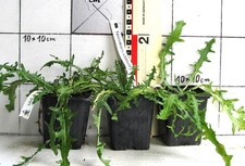 Taraxacum albidum  -