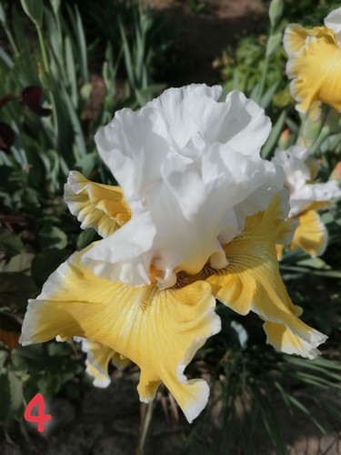 Schwertlilie iris rhizome - schwertlilie,