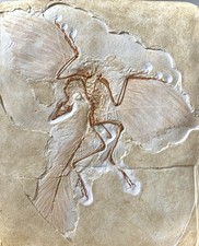 Archaeopteryx - Berlin Specimen - Fossil Replica
