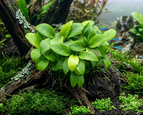 Anubias barteri nana gold - gold, mini