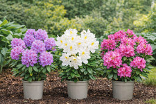 Rhododendron alpenrose - 3x,