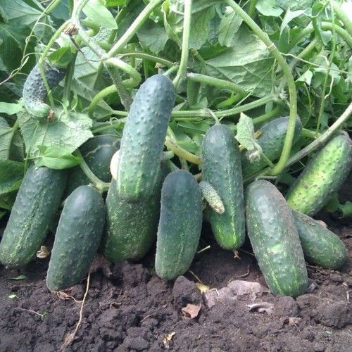 Gurkensamen nadeschda - nadeschda, f1