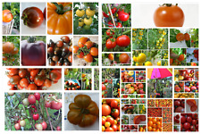 Tomatensamen 19 weitgehend resistente Tomaten gegen Krankheiten auch Braunfäule