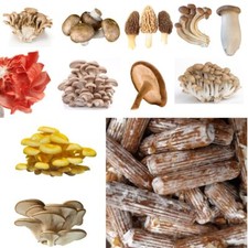 Pilzdübel 50 Stück, Impfdübel, riesen Auswahl frisch vom Profizüchter, Pilzzucht