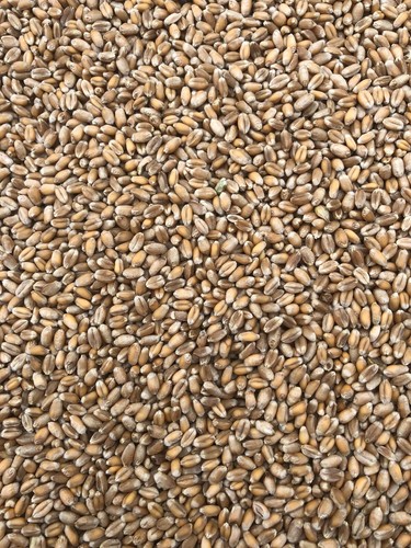 Futterweizen top - kg,