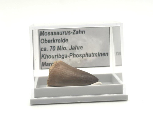 Schöner mosasaurus zahn - schöner,