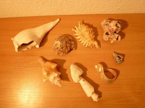 Deko muscheln schnecken - muscheln,