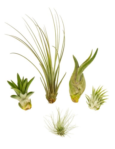Mini tillandsien 5er mix - mini,