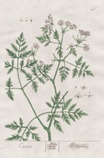 Cicuta cowbane Schierling botany Botanik Blackwell Kräuterbuch engraving 1765