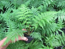 Cyathea cooperi  -  Cooper's Baumfarn    20-40cm Pflanze   sehr selten