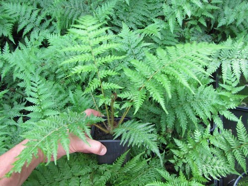 Cyathea cooperi cooper s - cooperi, cooper's
