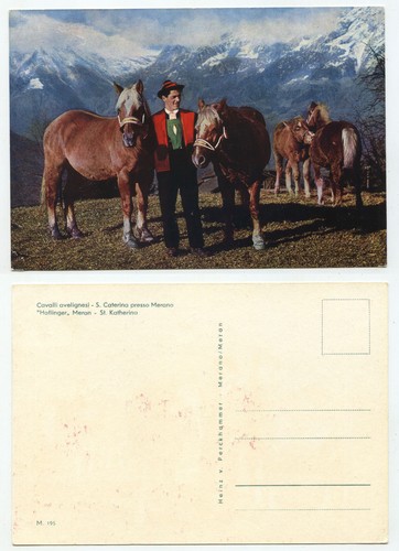 24058 haflinger pferde - -,