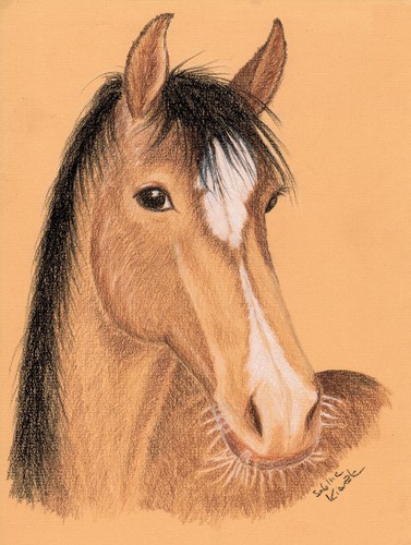 Zeichnung kunstdruck pferd - zeichnung,