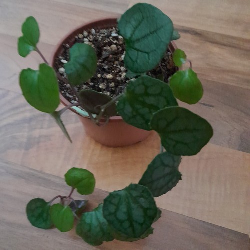 Senecio mikanoides - senecio,